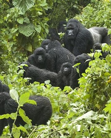 Gorilla Trekking