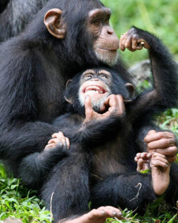 Chimpanzee Trekking