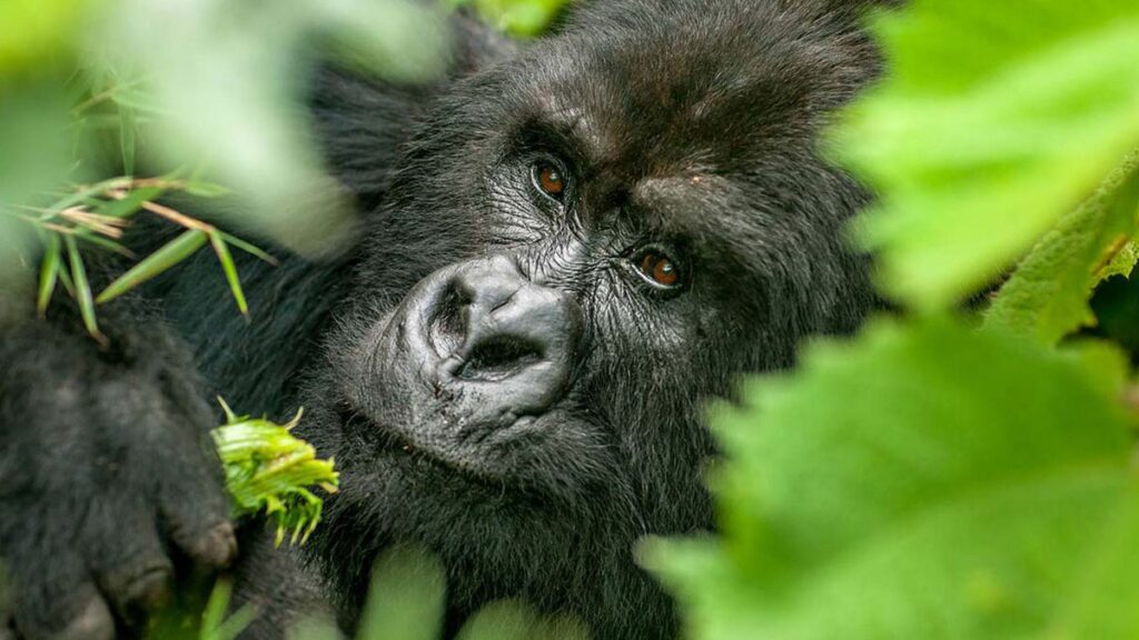 gorilla-trekking-uganda