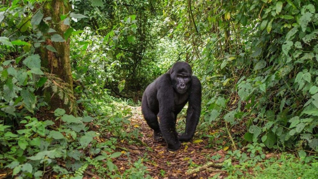 uganda-gorilla-treking