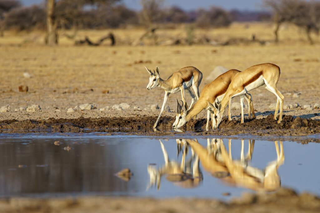 Family of springboks drinking water from a dirty lake with a blurry background