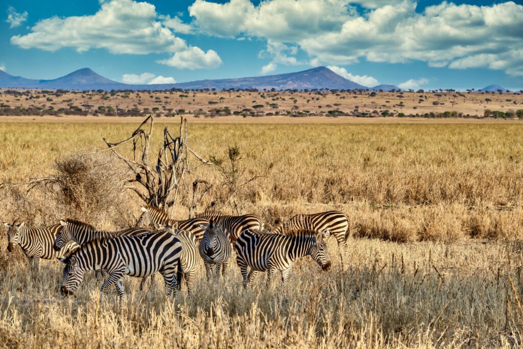 Field covered in greenery surrounded by zebras under the sunlight and a blue sky