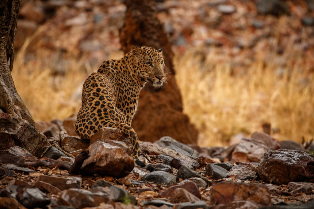 indian-leopard-nature-habitat-leopard-resting-rock-wildlife-scene